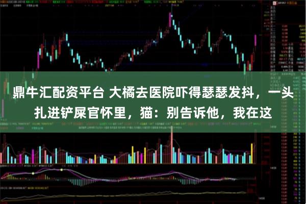 鼎牛汇配资平台 大橘去医院吓得瑟瑟发抖，一头扎进铲屎官怀里，猫：别告诉他，我在这